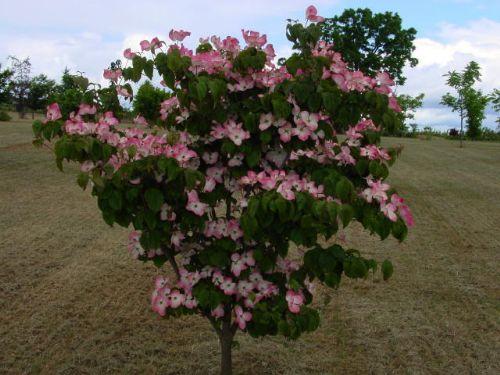 Cornus kousa Radiant Rose®