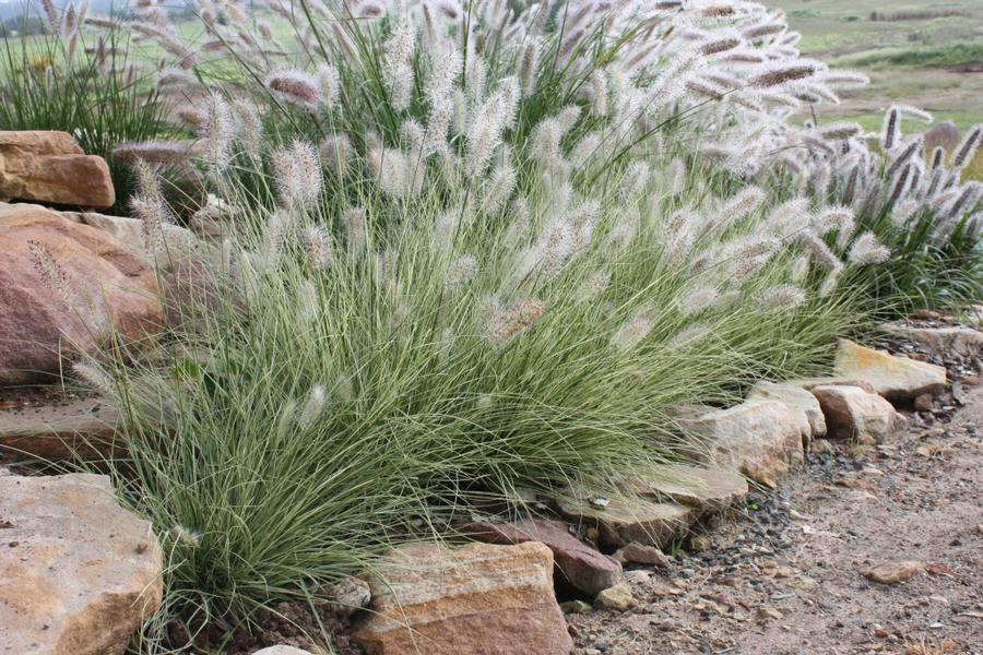 GR-Pennisetum aloepurcuroides 