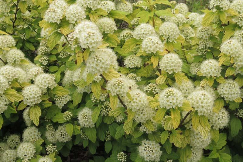 Physocarpus opulifolius Tiny Wine® 