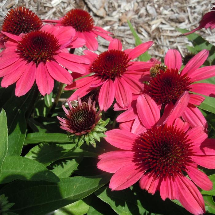 Echinacea purpurea SunMagic Vintage Pink
