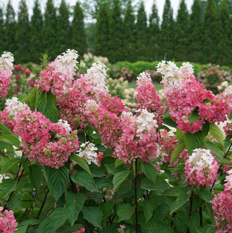 Hydrangea paniculata Pinky Winky Prime®