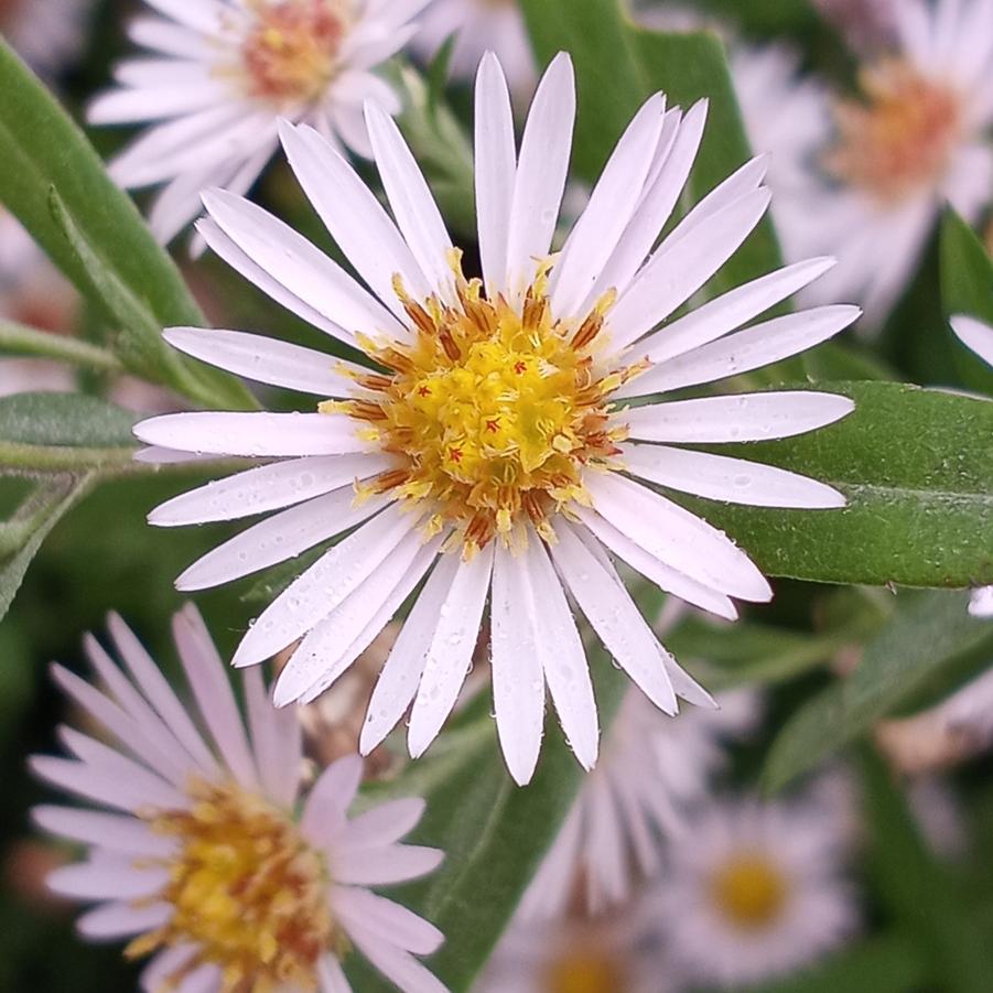 Aster ericoides 