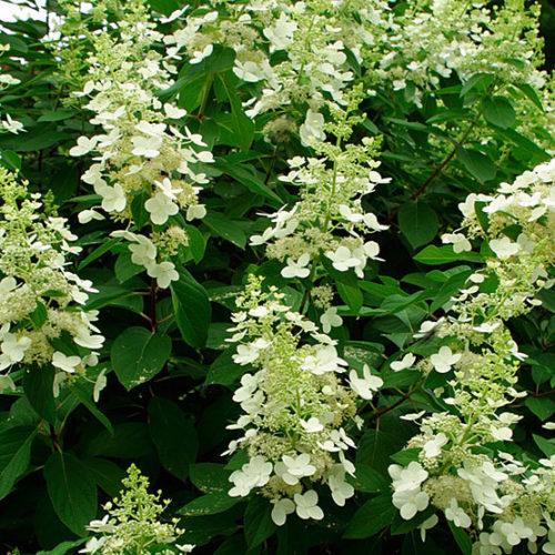 Hydrangea paniculata Tardiva