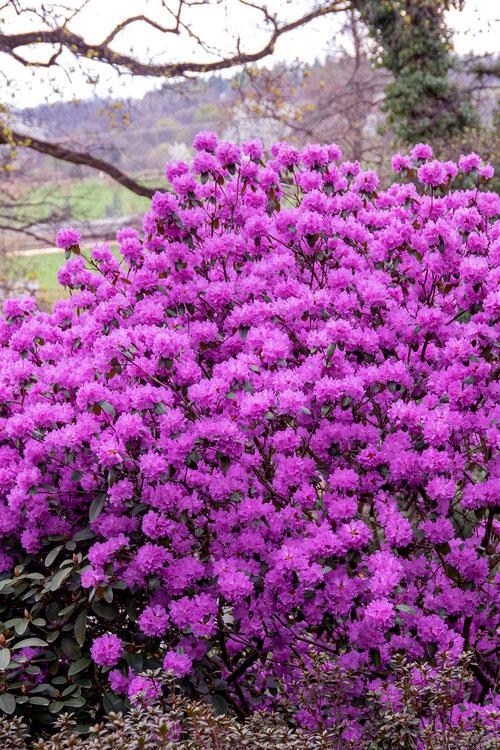 Rhododendron P.J.M. Elite