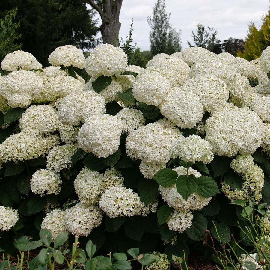Hydrangea arborescens Incredball Storm Proof™ 