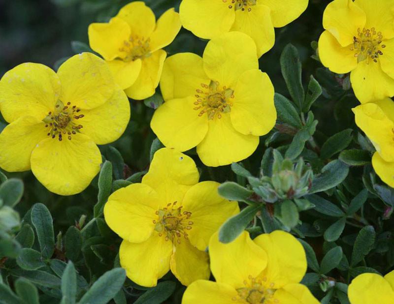 Potentilla fruticosa Happy Face® Yellow