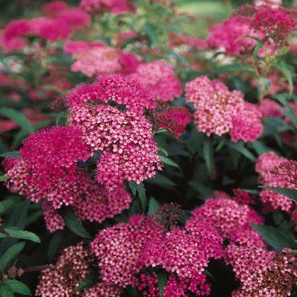Spiraea x bumalda Anthony Waterer