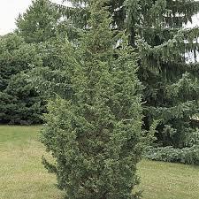 Juniperus chinensis Shoosmith