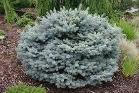 Picea pungens Globosa Nana