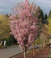 Prunus First Blush&reg;
