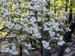 Cornus 