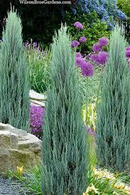 Juniperus scopulorum Blue Arrow