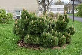 Pinus thunbergii Thunderhead