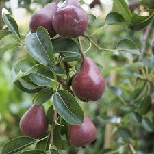 Pyrus Red Bartlett