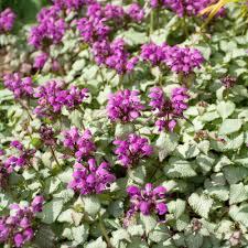 Lamium maculatum Purple Dragon