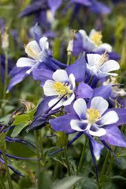 Aquilegia caerulea Kirigami&trade; Light Blue & White