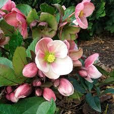 Helleborus North Star&trade; Pink