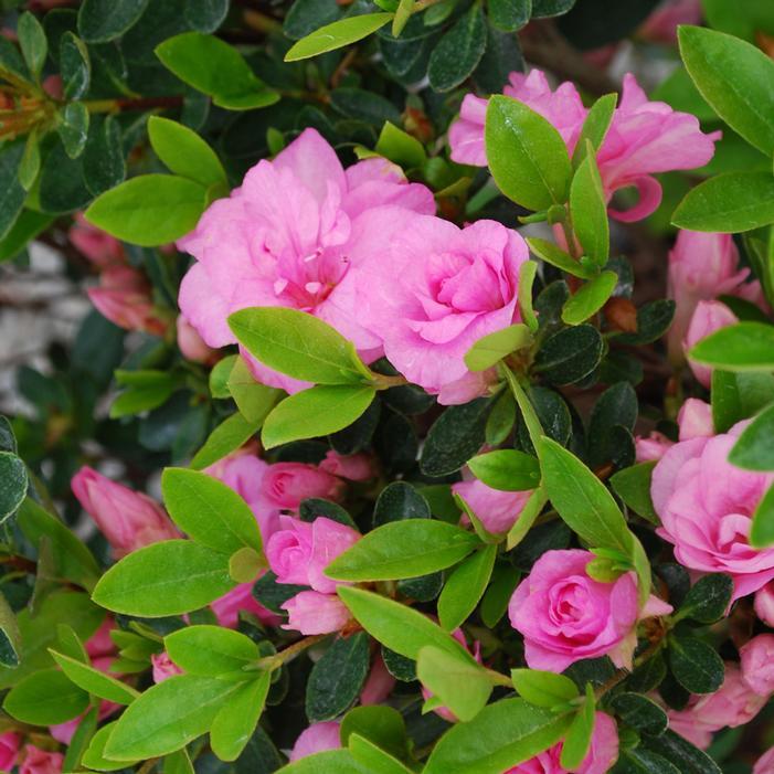 Rhododendron Gable hybrid Rosebud