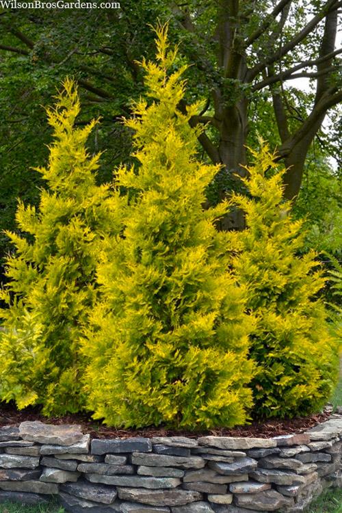 Thuja occidentalis Yellow Ribbon