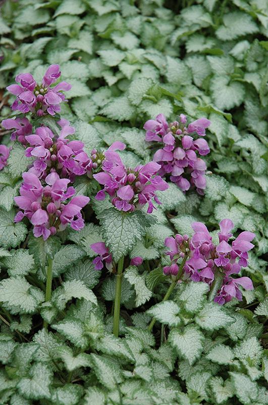 Lamium maculatum Orchid Frost