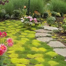 Sagina subulata Aurea