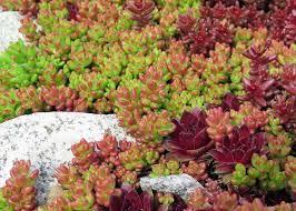 Sedum album Coral Carpet