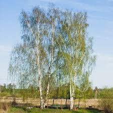 Betula Avalanche&reg;