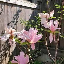 Magnolia Blushing Belle