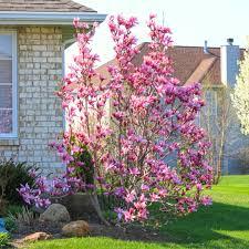Magnolia Little Girl Jane