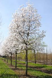 Magnolia x loebneri Merrill