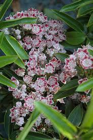 Kalmia latifolia Carousel