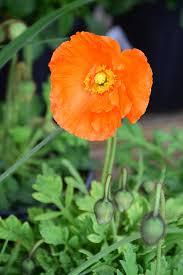 Papaver nudicaule Garden Gnome