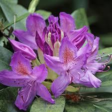 Rhododendron Lee's Dark Purple