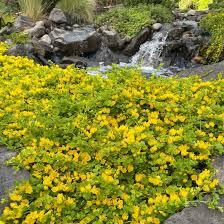 Lysimachia nummularia 