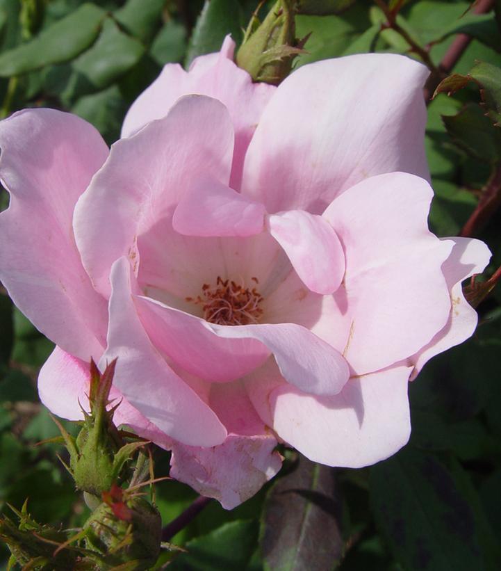 Rosa Knock Out&reg; Blushing Blushing