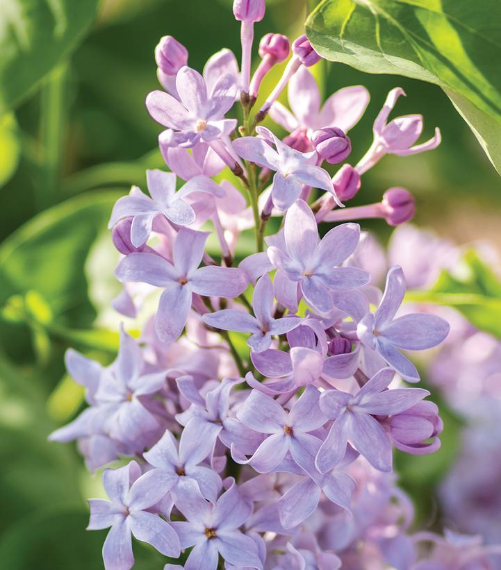 Syringa vulgaris New Age&trade; Lavender