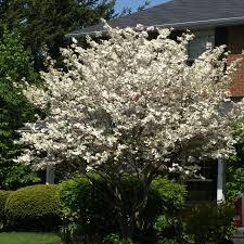 Cornus florida 