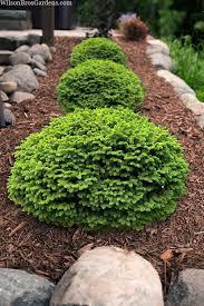 Picea abies Little Gem