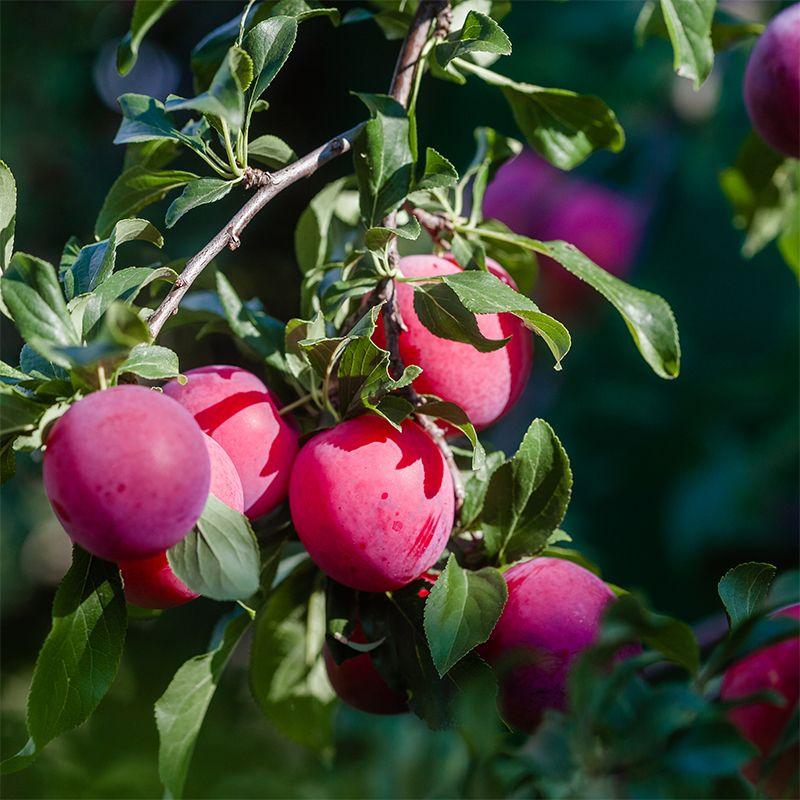 Prunus d. Bruce Plum Tree 