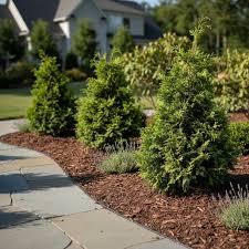 Chamaecyparis obtusa Iseli Green