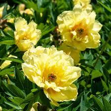 Paeonia x. 'Sequestered Sunshine 