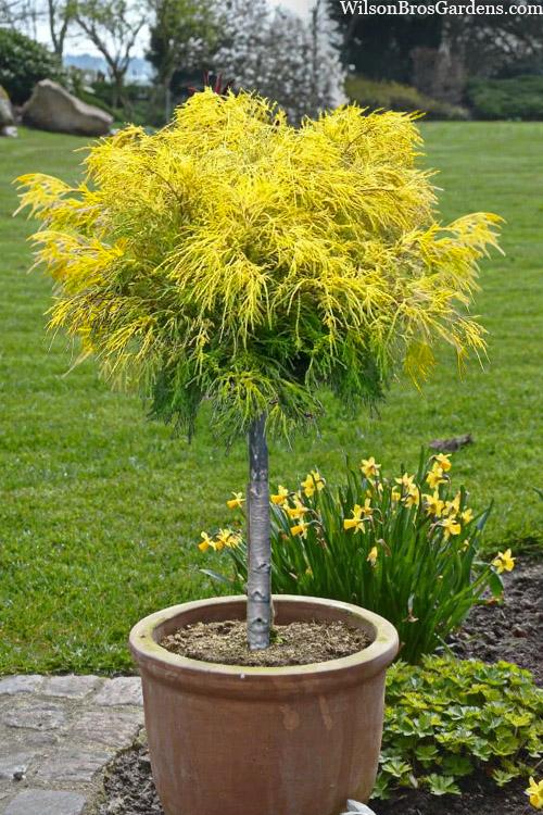 Chamaecyparis pisifera filifera Gold Thread