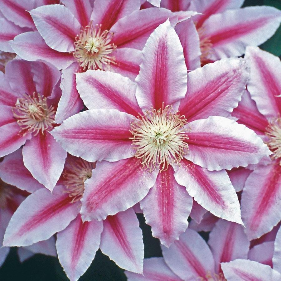 Clematis Bee's Jubilee