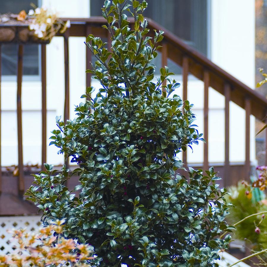 Ilex x meserveae Castle Spire&reg;