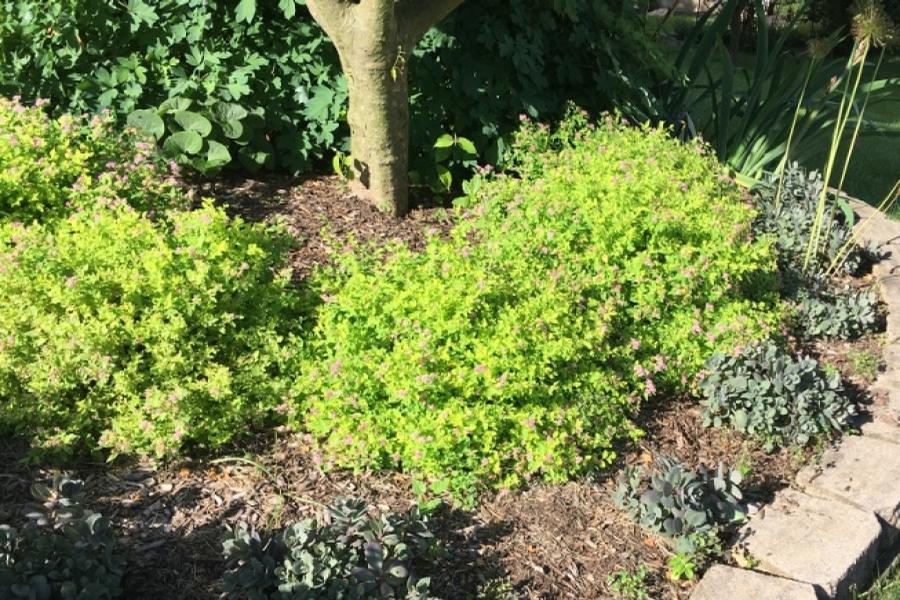 Spiraea japonica Golden Elf