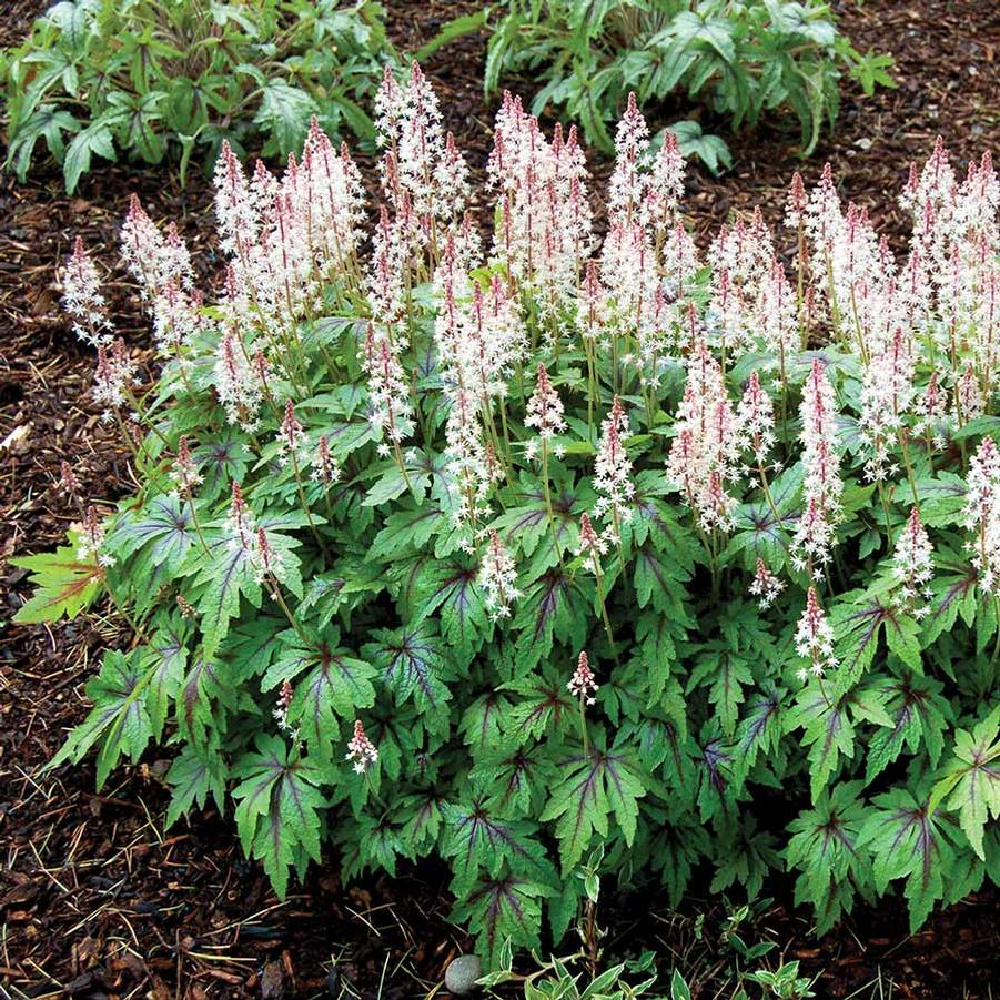 Tiarella cordifolia Sugar and Spice