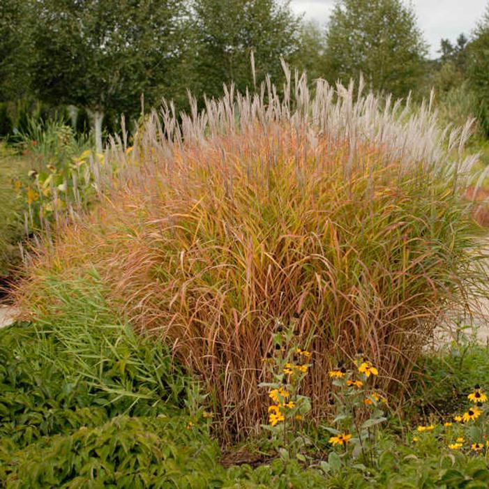 GR-Miscanthus s. Purpurascens 