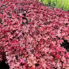 Heuchera Ruby Tuesday