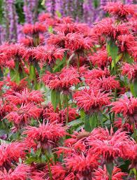 Monarda Gardenview Scarlet