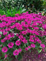 Monarda Electric Neon Purple